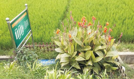 農村污水處理工程成“擺設”是怎么回事？